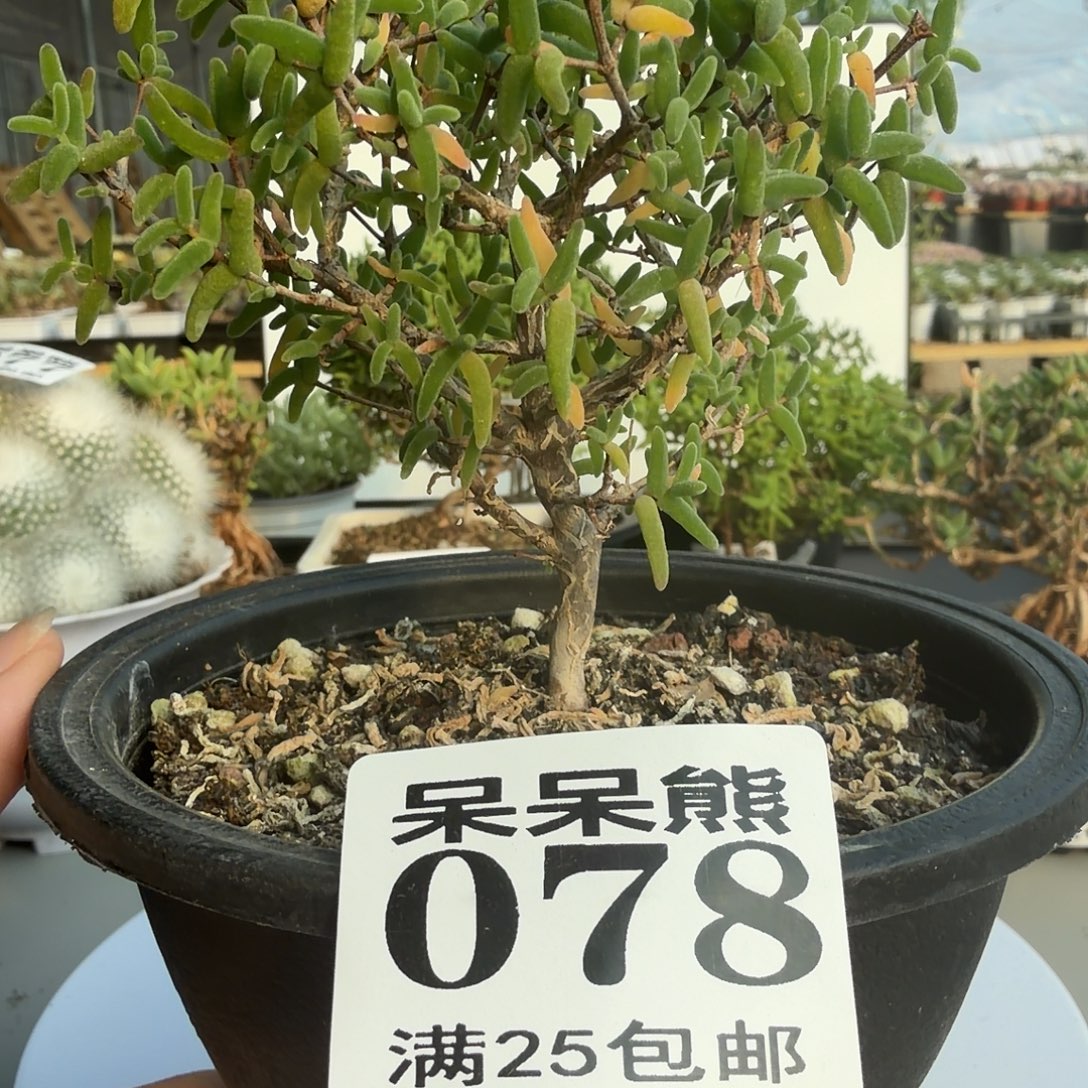 闪电购花卉园艺078