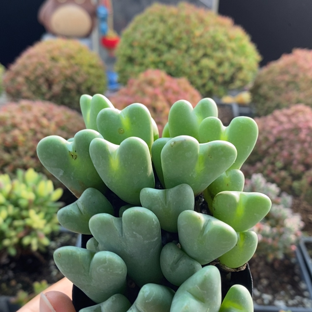 橙花少将2854枝干番杏