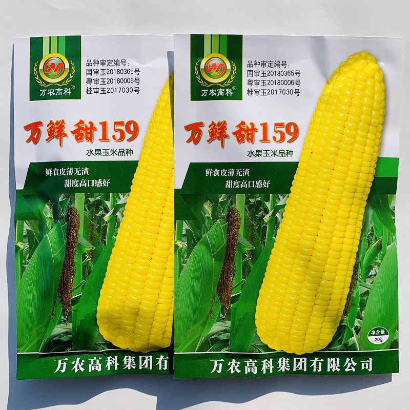 国审万鲜甜159水果玉米种子多汁无渣鲜食苞米苞谷耐高温种籽基地