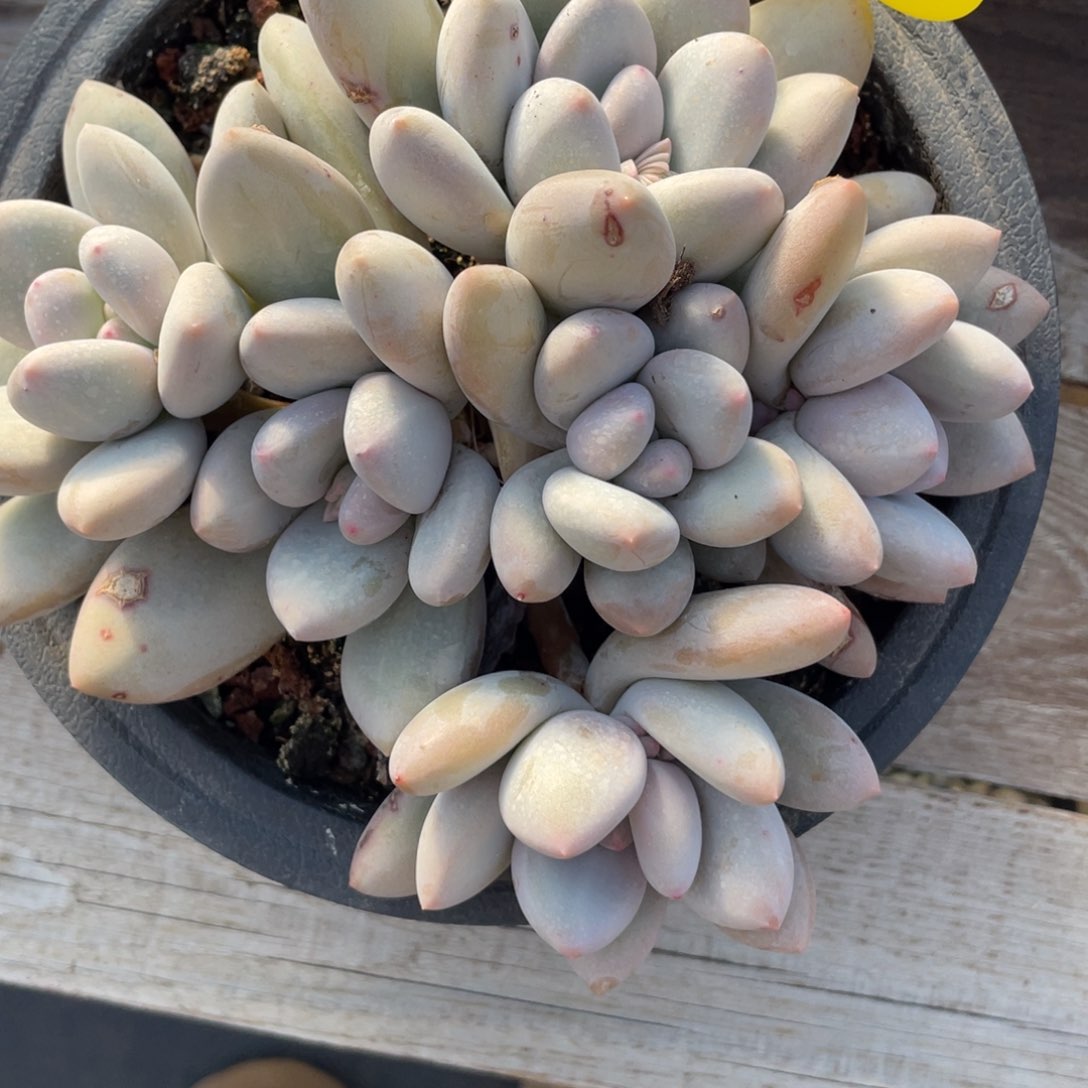 周*菜奶酪体香水一个18