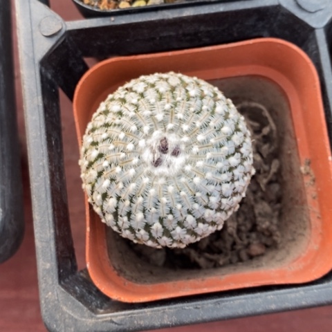 金巧殿单3仙人球