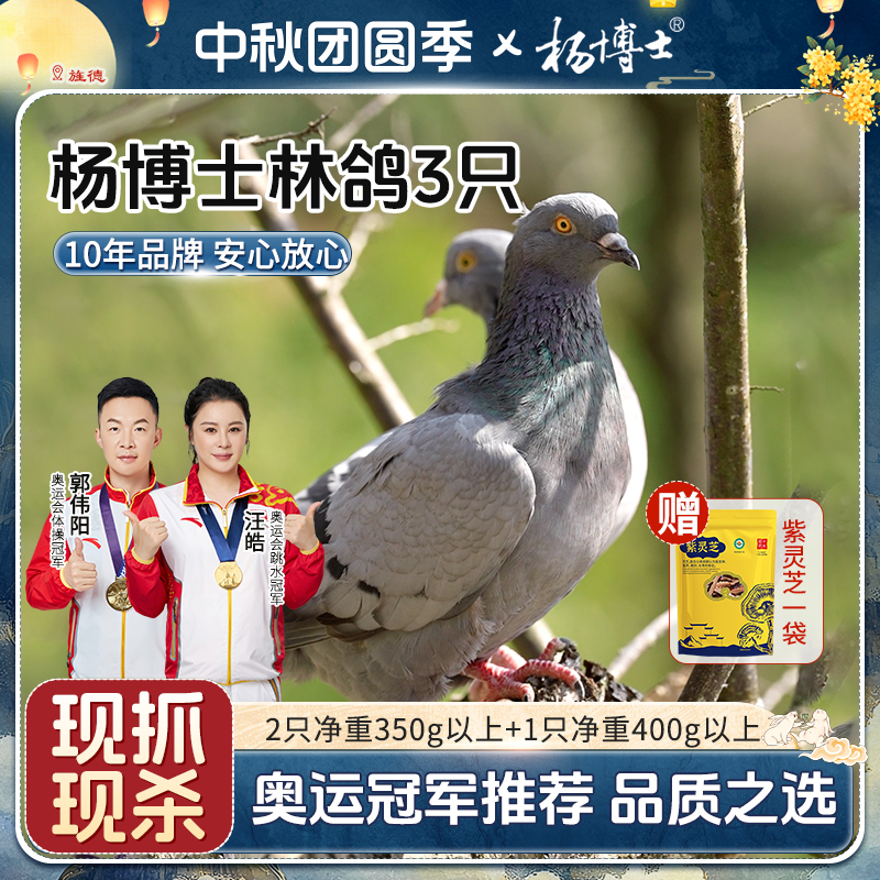 【拍1发4】皖南山林王鸽杨博士原生态散养鸽子低脂高蛋白新鲜现杀