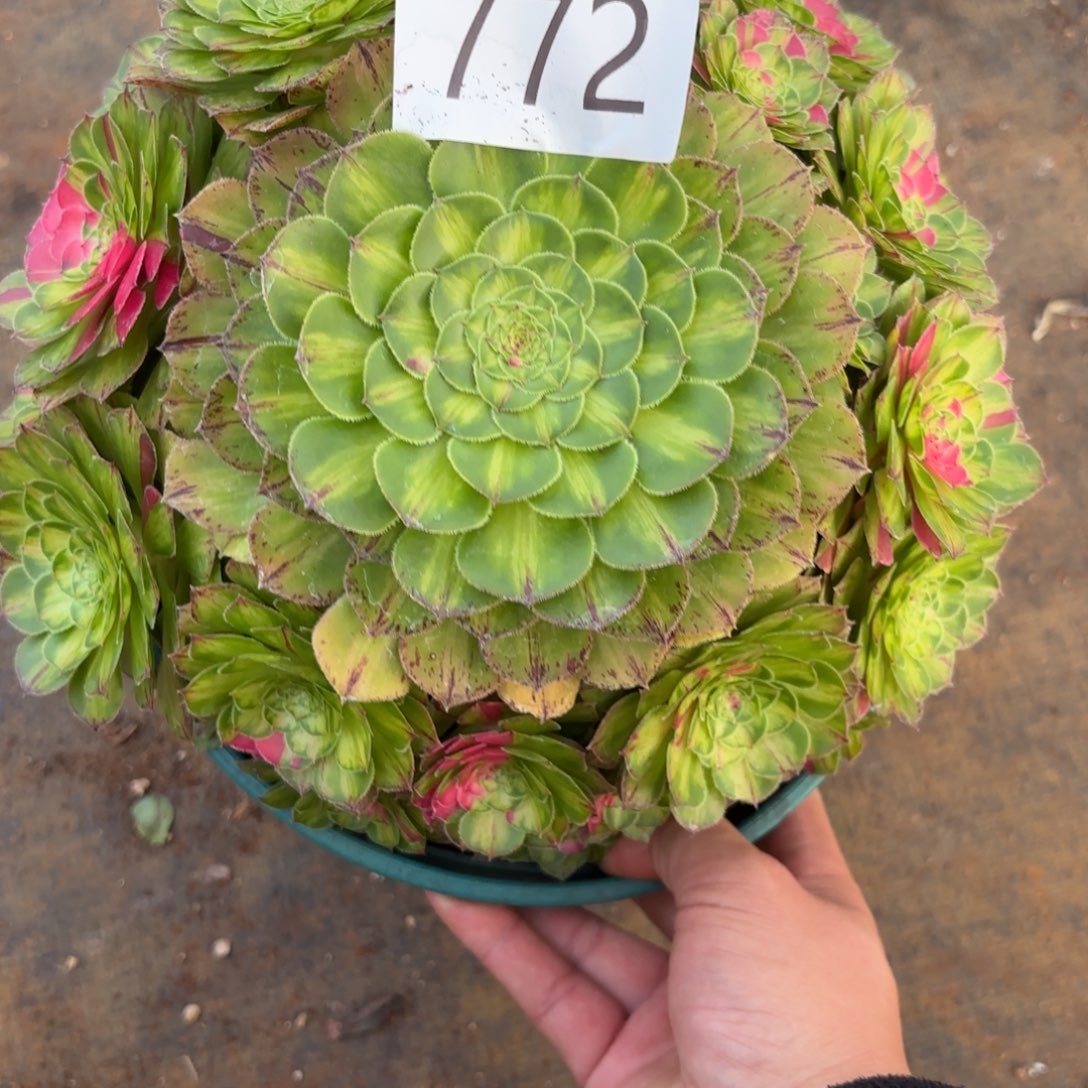 .***慢772多肉植物知否特价