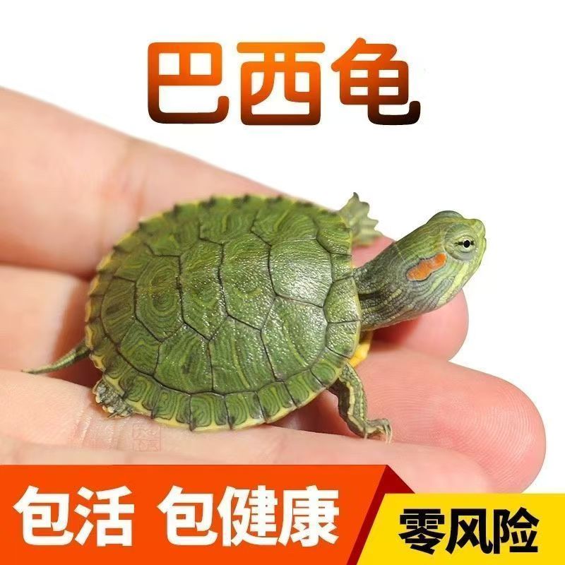 【4只3-5公分】巴西龟宠物龟活乌龟龟苗巴西草龟包活送龟粮