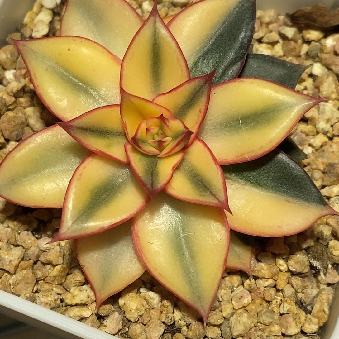 麒麟座锦一物一拍，