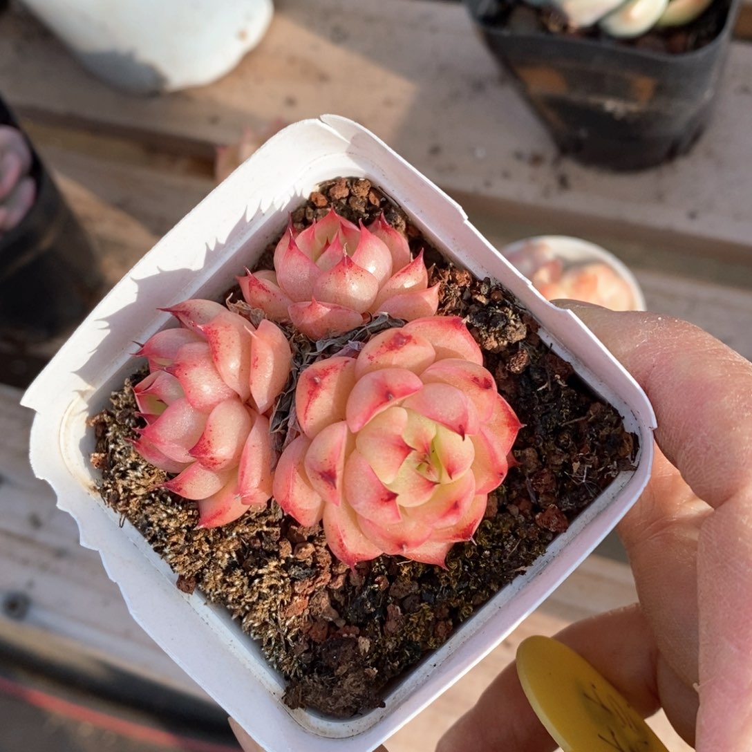 精品多肉一物一拍不包整307