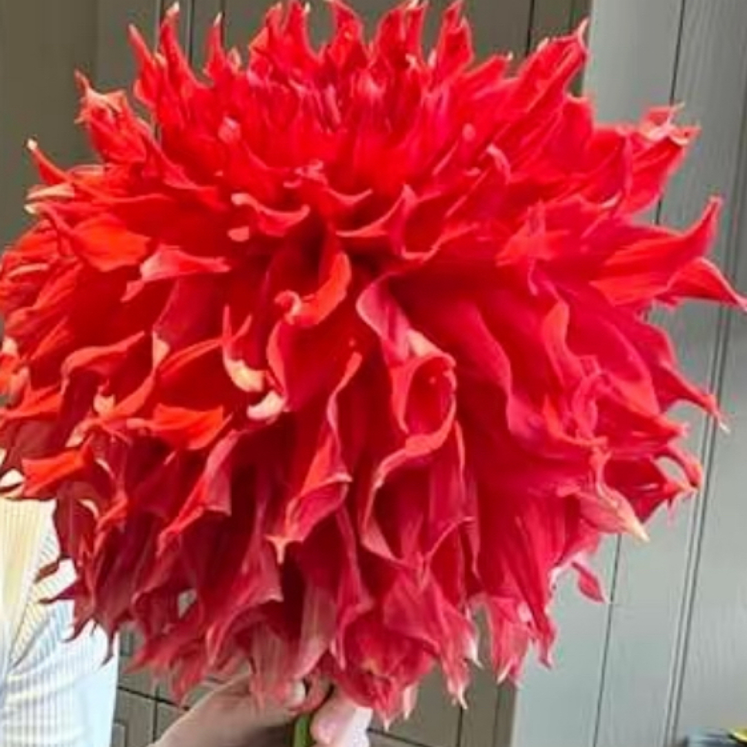 布莱恩特菲尔巨型大丽花种植基地直发多年生室内外种植