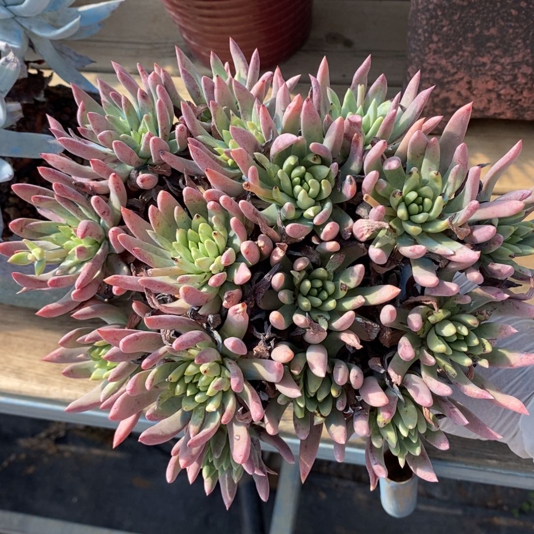 170号阿若马拉大群