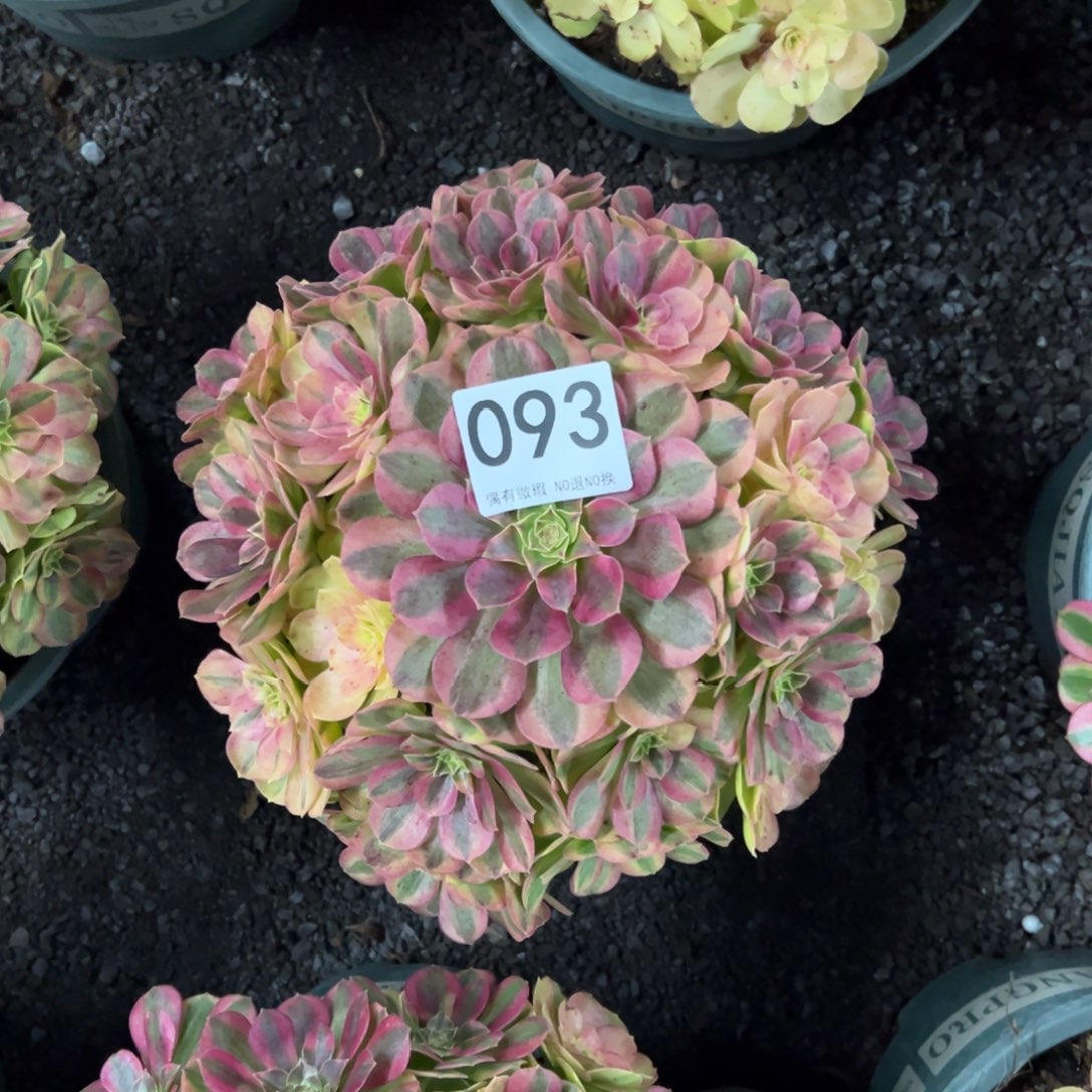我是真的很喜欢这个