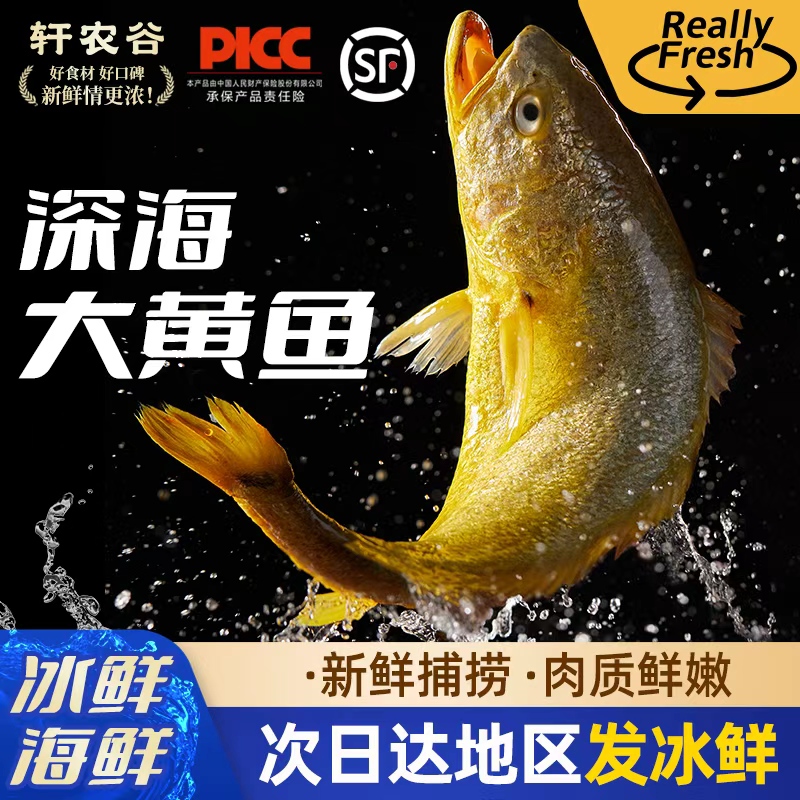 【直播推荐】东海深海大黄鱼6条5斤以上，当天上岸新鲜冰鲜发货，顺丰冷链发货次日达包邮」海鲜黄花鱼