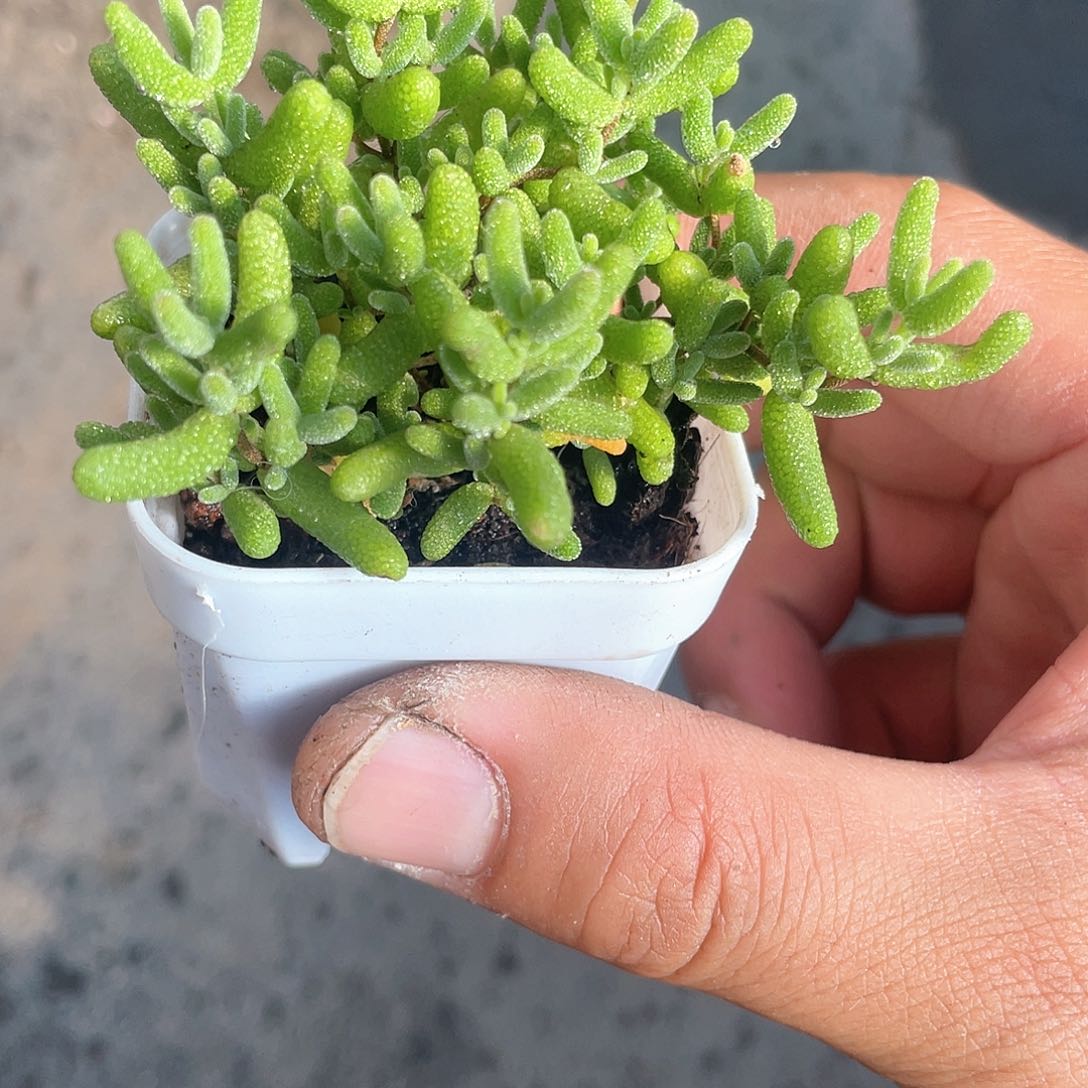 蜜橘糖球枝干番杏