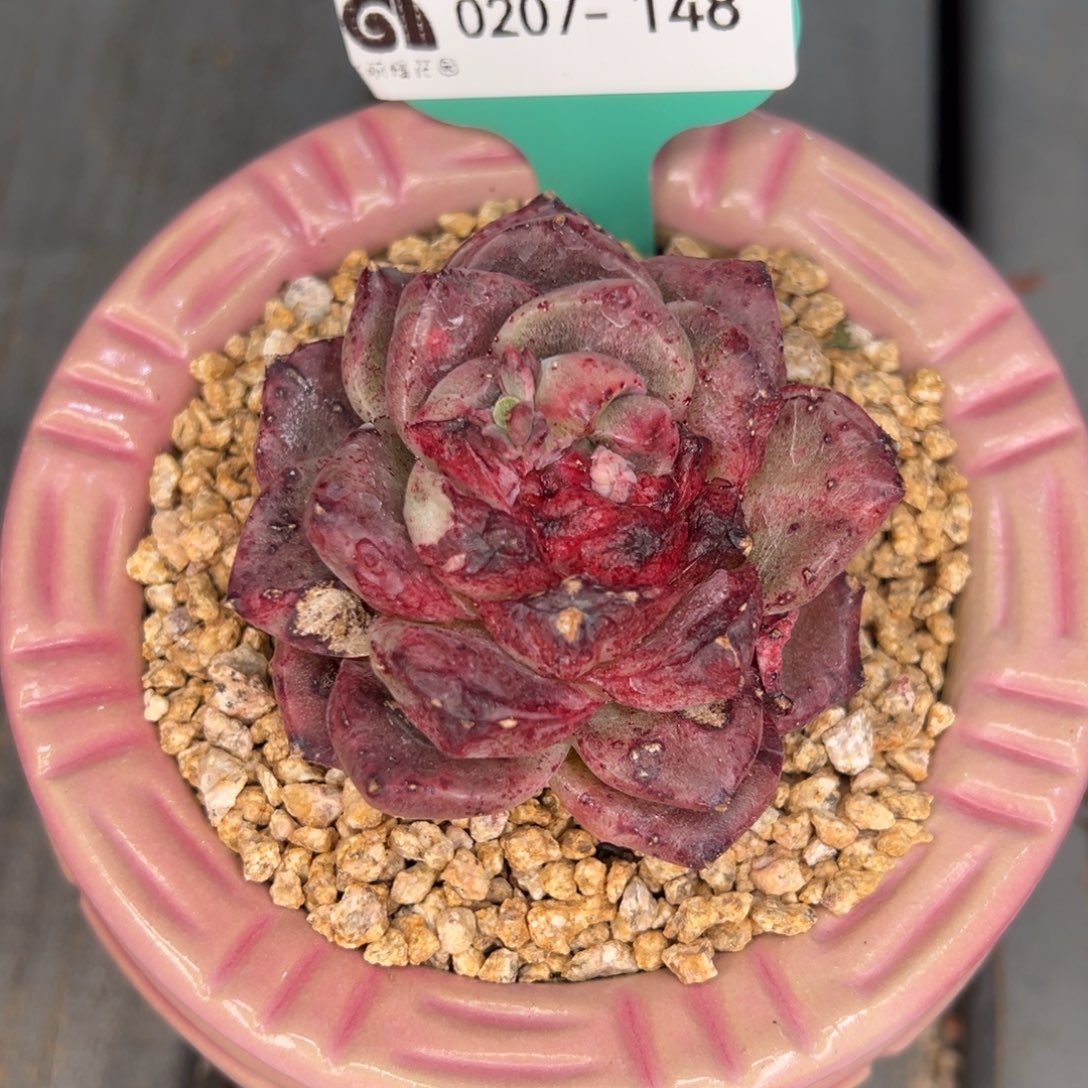 从前慢多肉精选编号0207.148