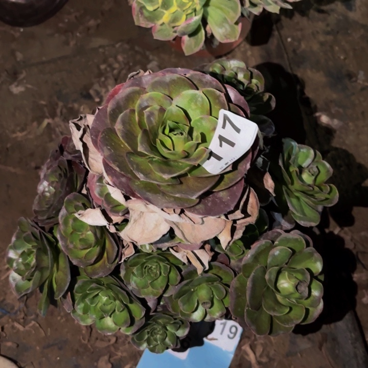 117魅金多肉植物不售后