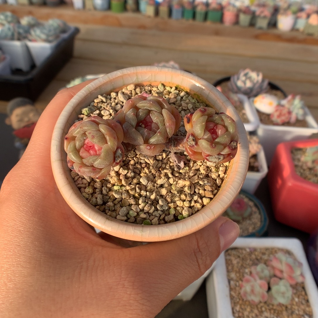 白色恋人多肉植物