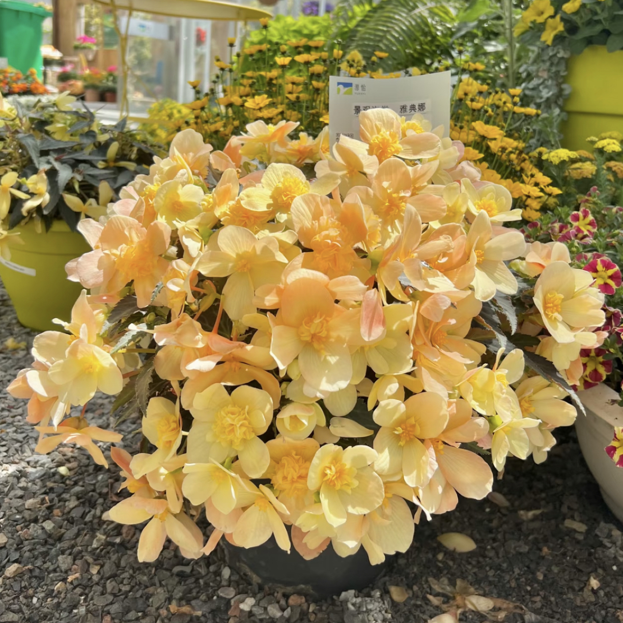 【柠檬浆果·景观海棠】四季开花室内垂钓绿植好养易活基地直销