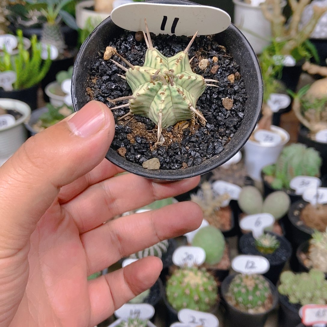 斑马锦一个一物一拍
