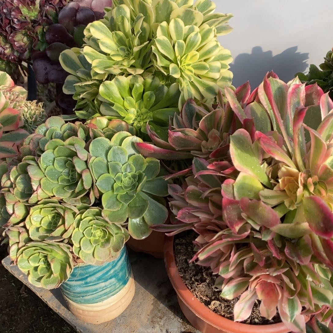 荼***2金翡翠多肉3颗多肉亩