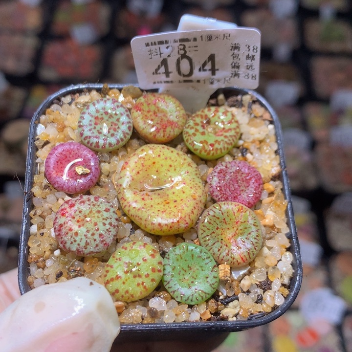 陳*岑精品生石花28.404