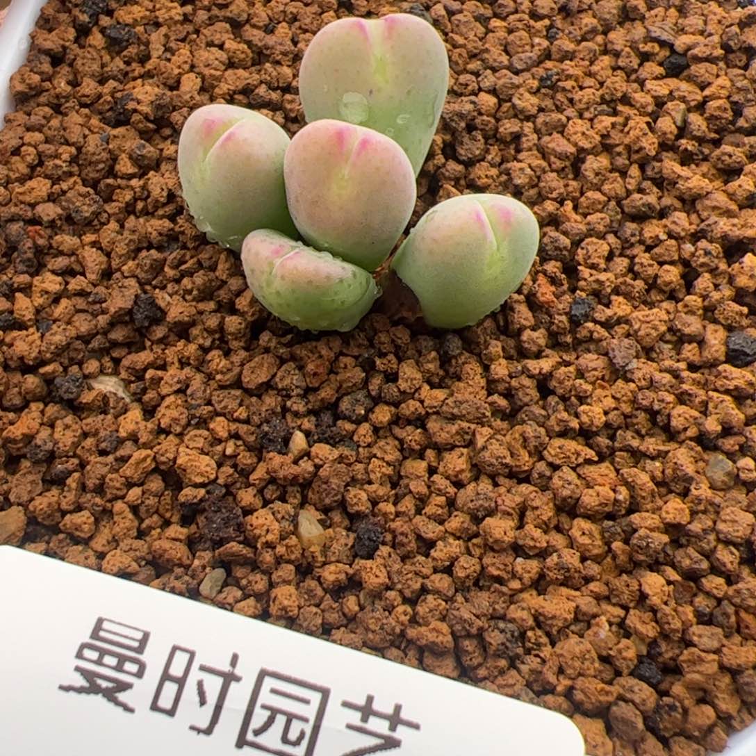 2.19杂多肉植物506
