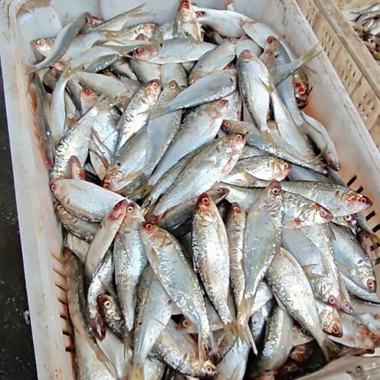 庄河小船原产海鲫鱼