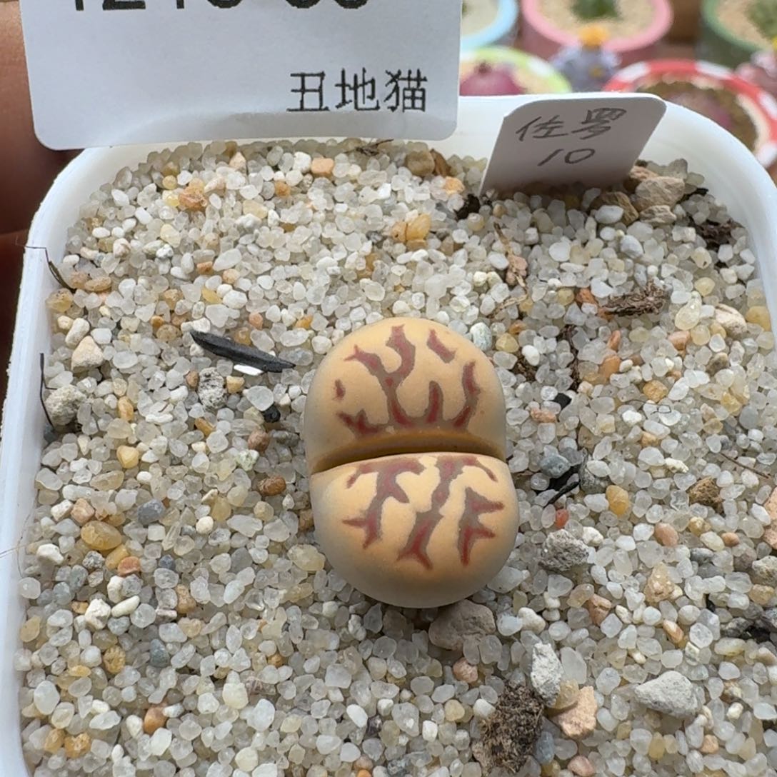 1218-035佐罗生石花