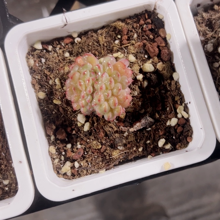 鹏*白胖子缀化多肉植物大战