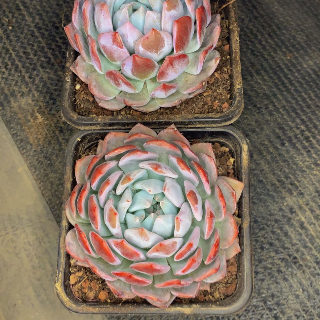 单头单橙子多肉植物发2个