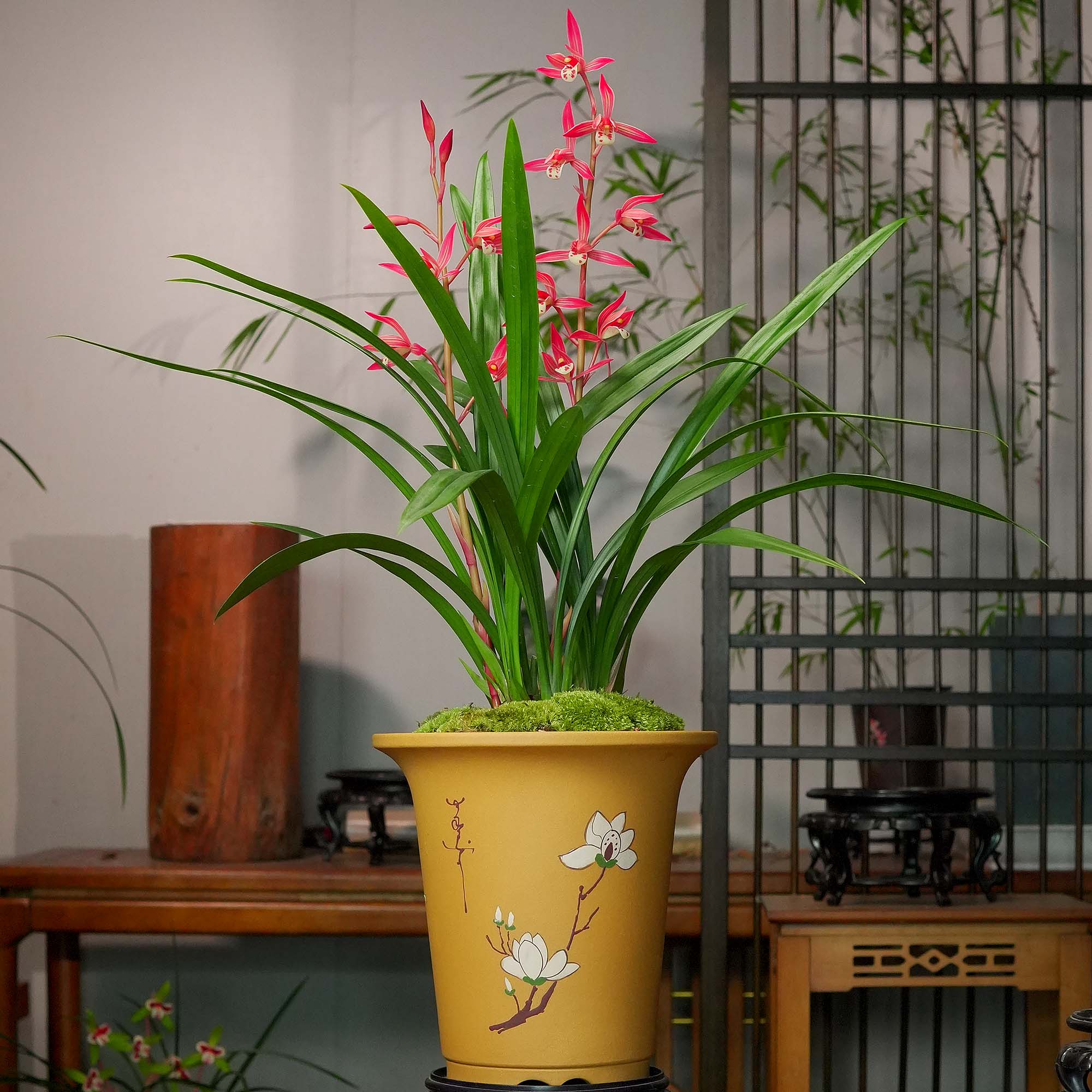 报岁兰【霸王别姬】3-4花剑带紫砂泥花盆 幽香兰花 室内好养易活