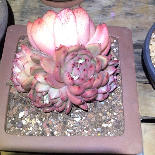 阿*巴松一物一拍多肉