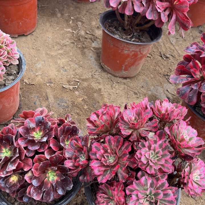 小美杜莎加18冠服红彤白