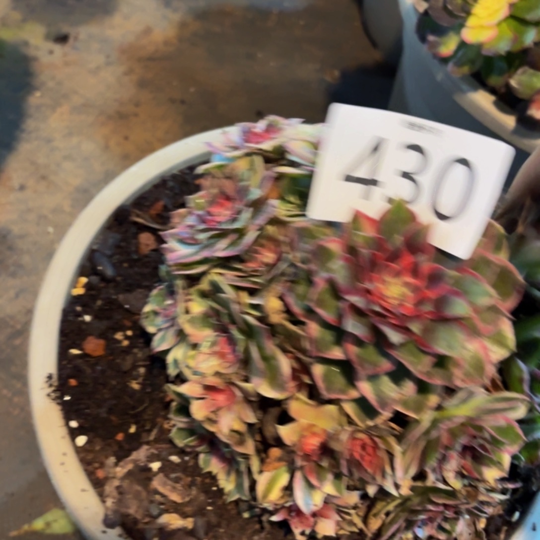 哈哈多肉葡萄福利来430