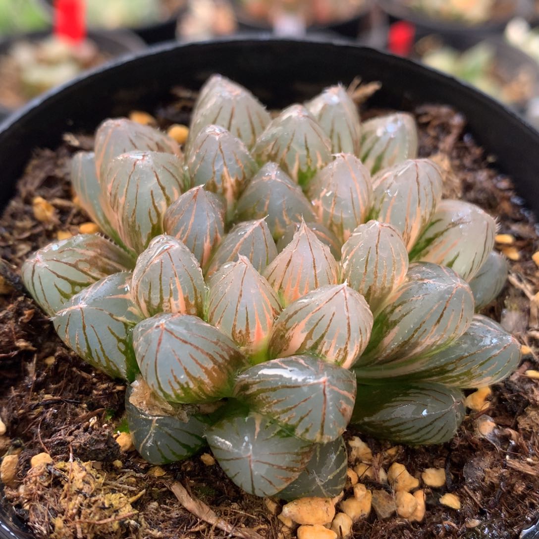 霓虹灯玉露锦，带盆发货