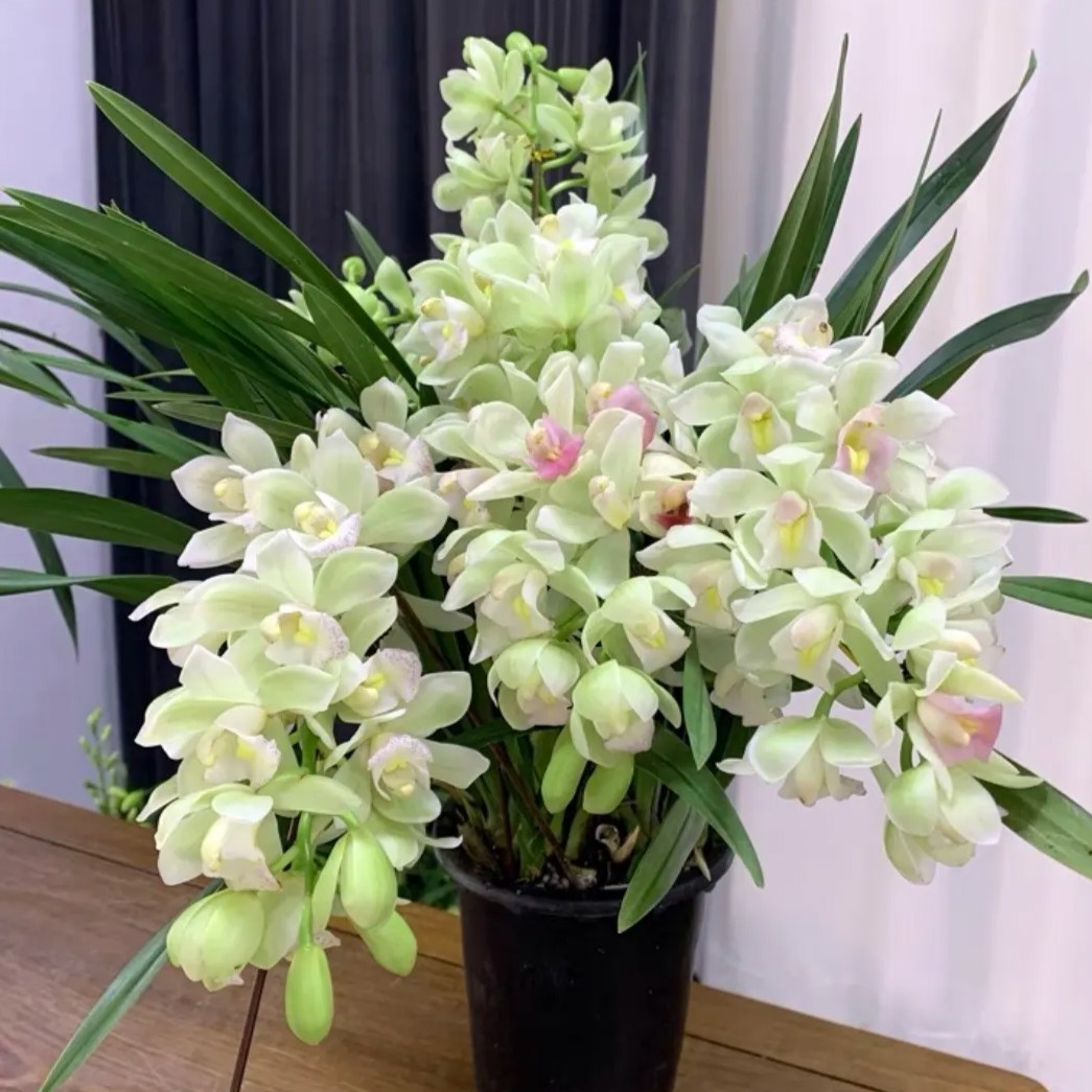 A级白玉香兰 大花惠兰 6-10枝花剑 白色微粉带香 180#盆 落地款