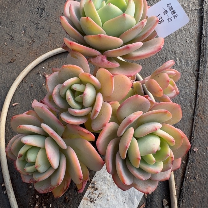 闪购精品多肉138号