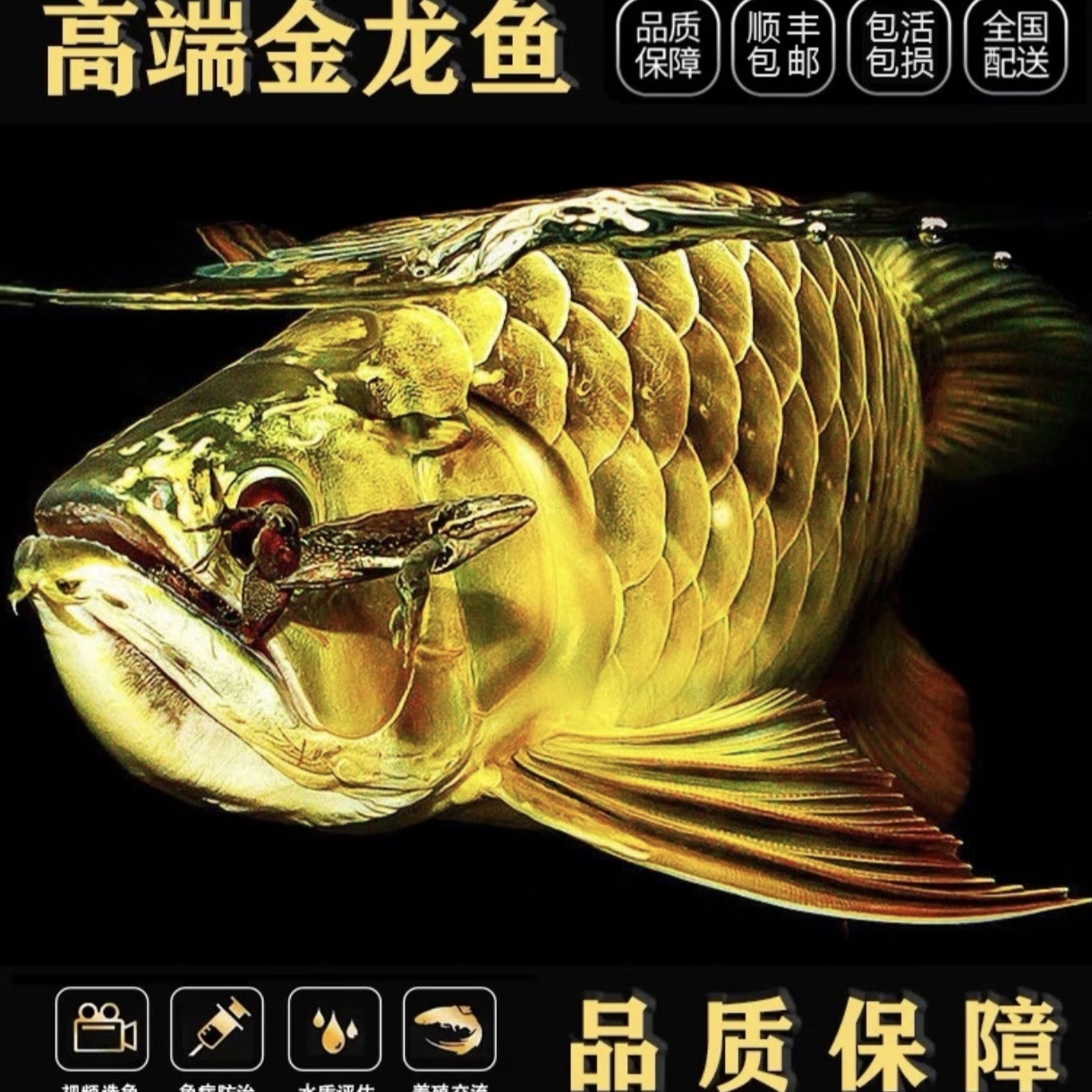 精品过背金龙活体鱼苗