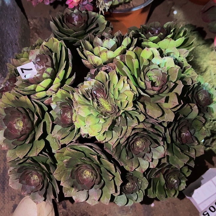 897拉丝糖心万圣节多肉植物处理不售后