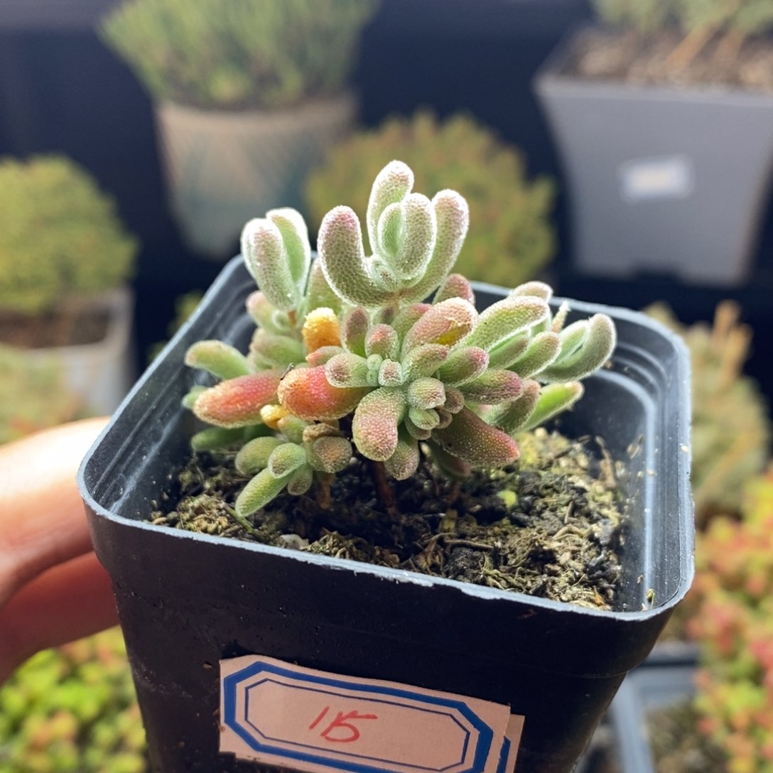 115号实生红叶枝干多肉