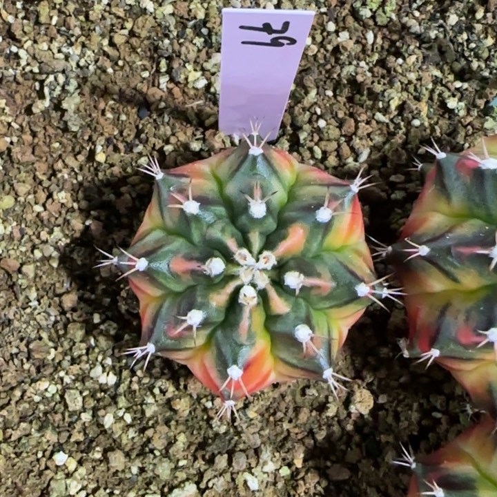 泰国米哈79-0124探索者