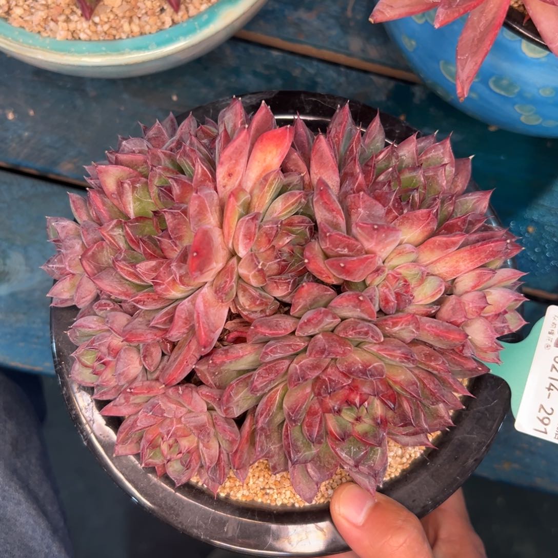 多肉一物一拍0214-291