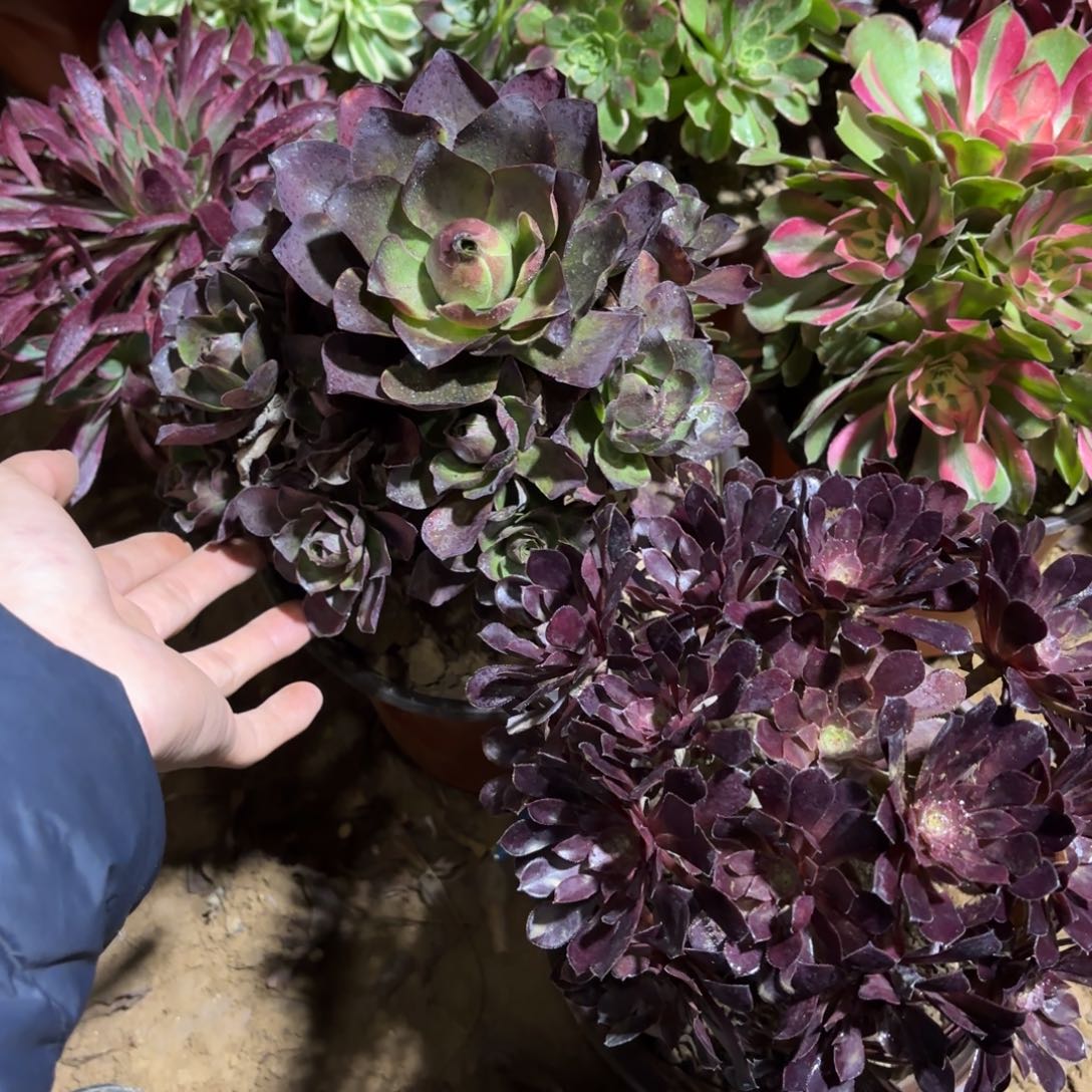 两颗魅金一颗黑铜壶绣球19.8