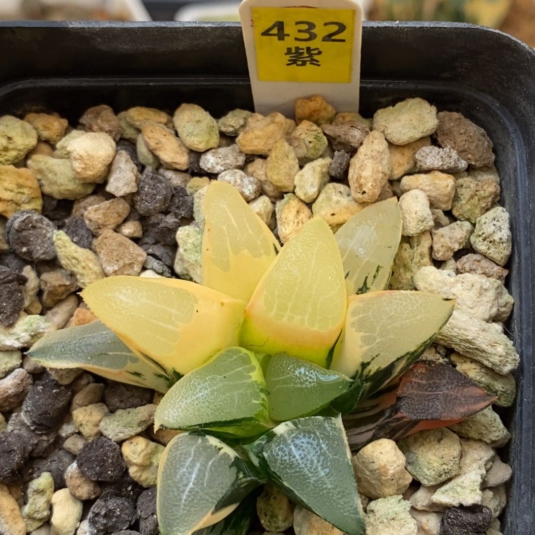 432实生克多肉植物