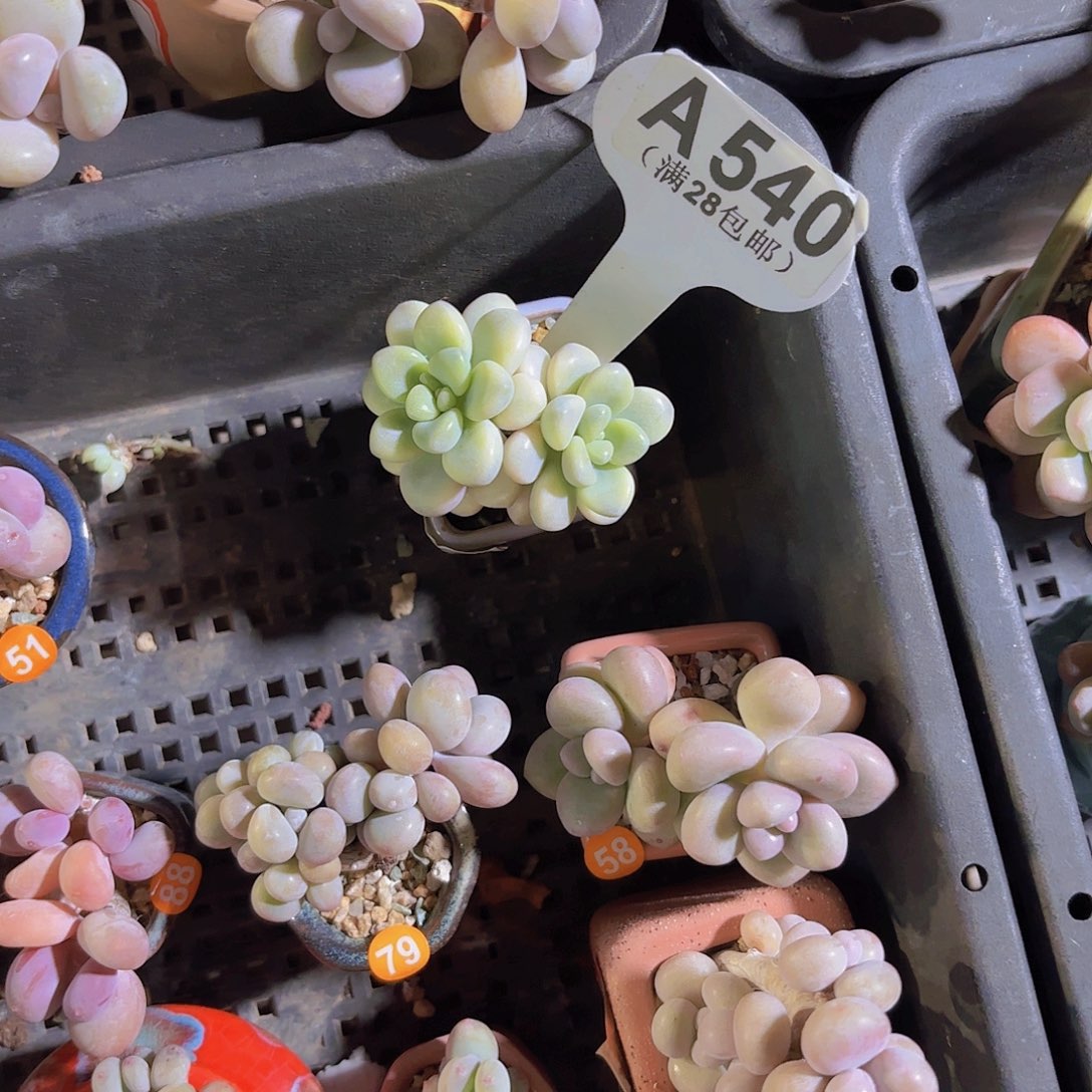 ?A540艾伦锦一物一拍