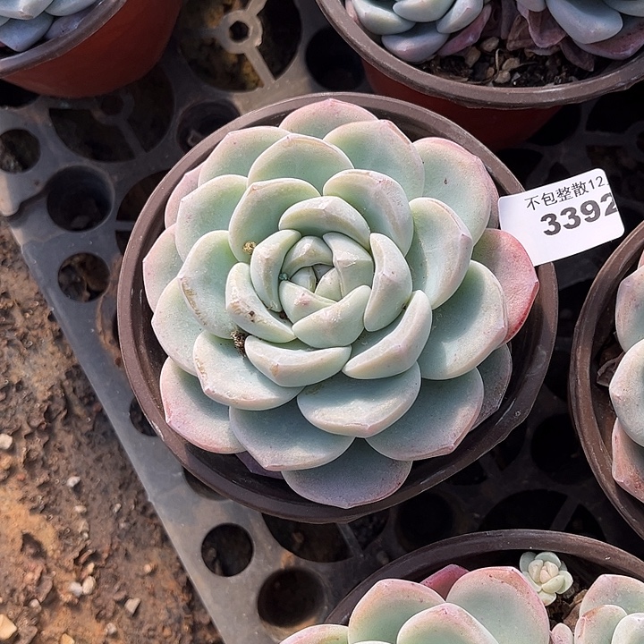 阿雅园艺。     3392