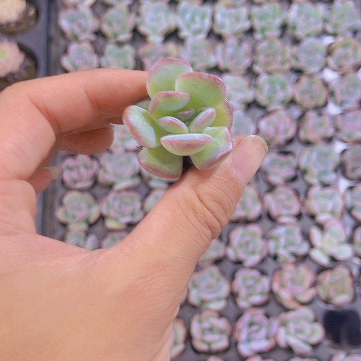 精品石化泡芙多肉植物