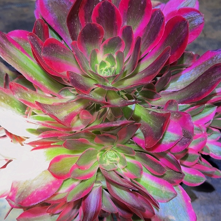 新品种妖月捧花亏本福利