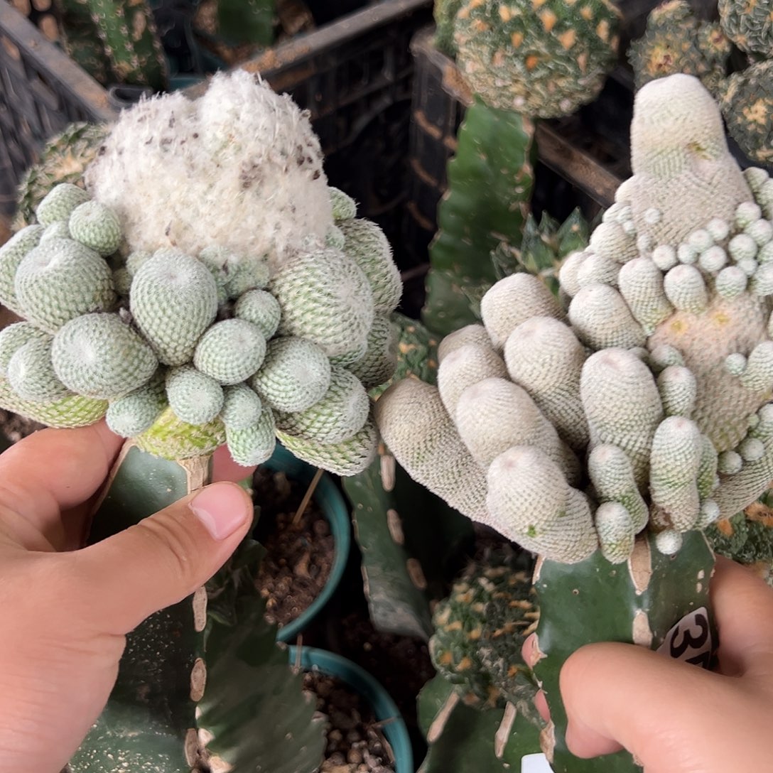 月世界小人帽仙人球组合3582号