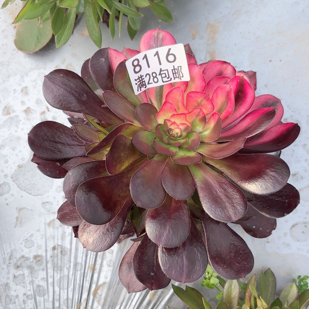 F. 8116中班花脸多肉