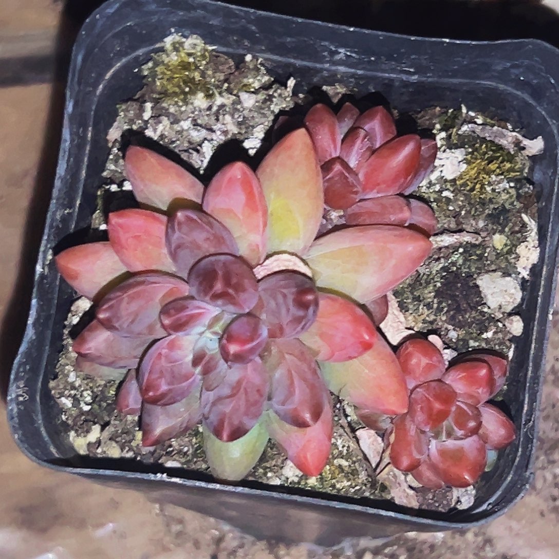 桔云多肉美人精品系列