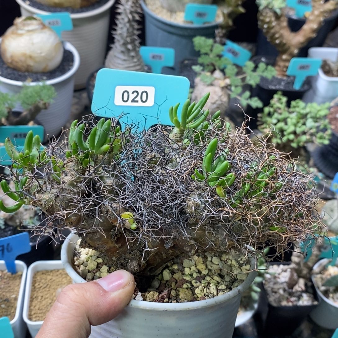 钢丝万物想产地多肉植物