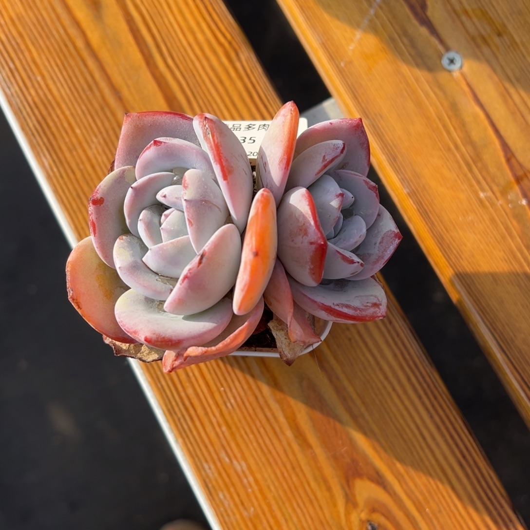 张张精品多肉甄选235